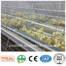 Chicken Cage Pullet Farm Small Chicks